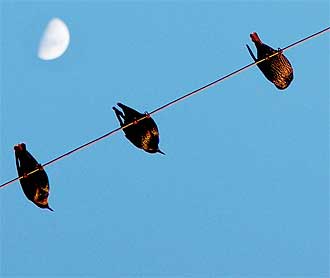 Birds on a Wire